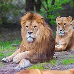 Nyaraló Luxuszelt Im Serengeti Park