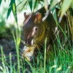Luxuszelt Im Serengeti Park * Hodenhagen