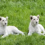 Luxuszelt Im Serengeti Park Nyaraló