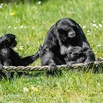 Nyaraló Luxuszelt Im Serengeti Park *