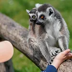 Luxuszelt Im Serengeti Park