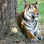 Luxuszelt Im Serengeti Park