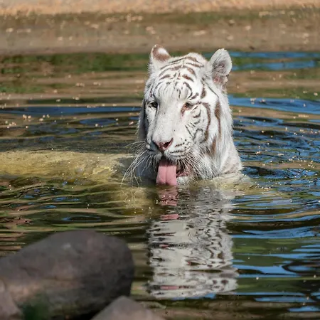 Luxuszelt Im Serengeti Park Hodenhagen