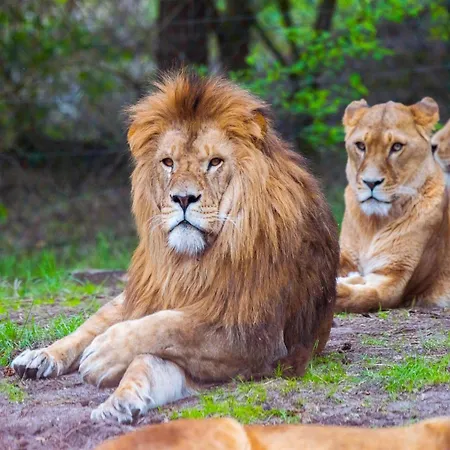 Tatil Evi Luxuszelt Im Serengeti Park