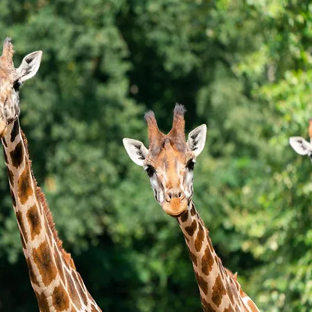 Luxuszelt Im Serengeti Park Tatil Evi *