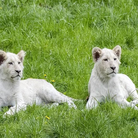 Luxuszelt Im Serengeti Park Tatil Evi