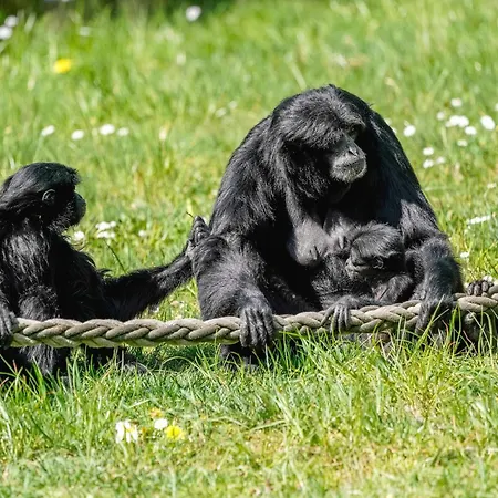 Tatil Evi Luxuszelt Im Serengeti Park *