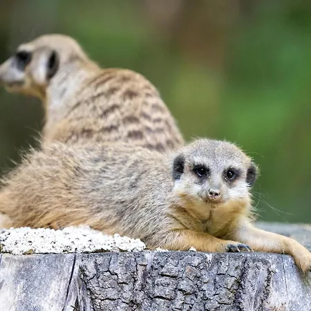 Luxuszelt Im Serengeti Park