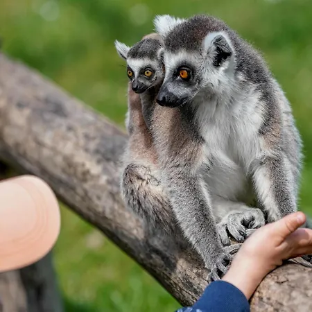 Luxuszelt Im Serengeti Park