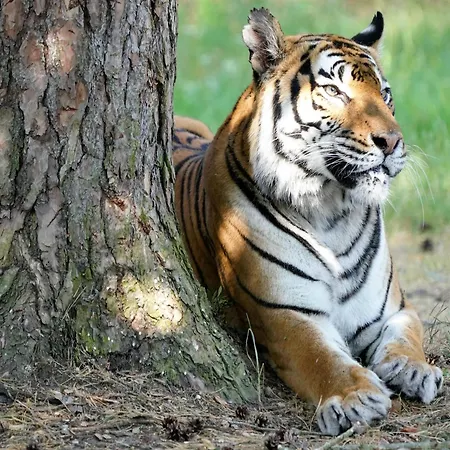 Luxuszelt Im Serengeti Park
