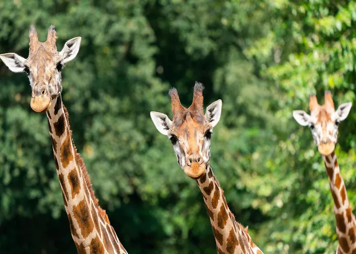 Luxuszelt Im Serengeti Park Дом отдыха *