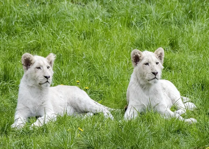 Luxuszelt Im Serengeti Park Дом отдыха