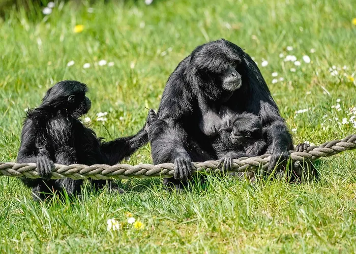 Feriehus Luxuszelt Im Serengeti Park *