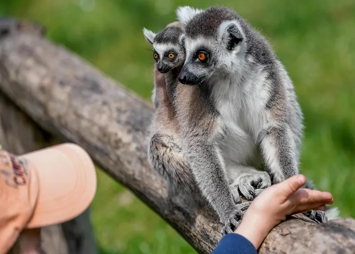 Luxuszelt Im Serengeti Park