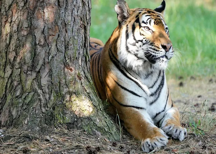 Luxuszelt Im Serengeti Park